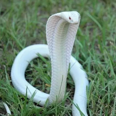 Profile image of 이구로 오바나이
