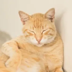 Profile image of 히메지마 교메이