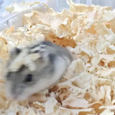 Profile image of 여우