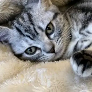 Profile image of こたちゃん