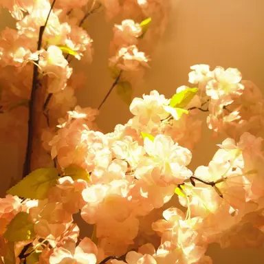 Profile image of 코마