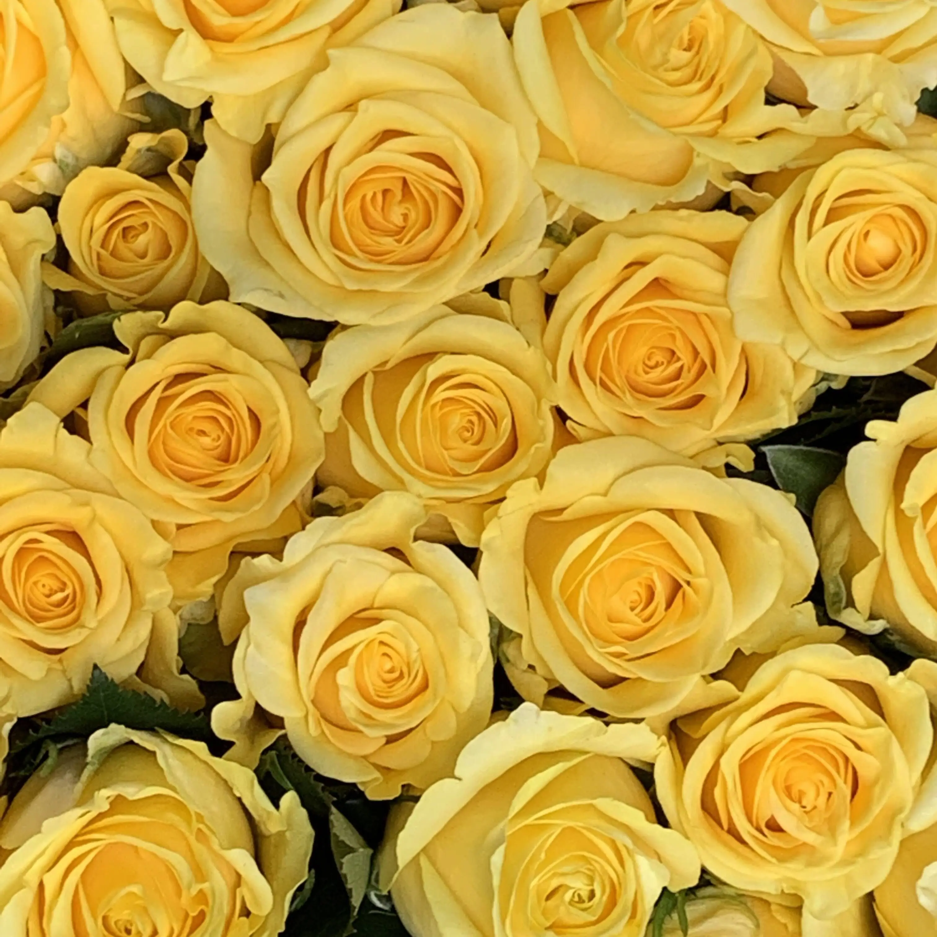 EvilWin3279의 好感度見たい