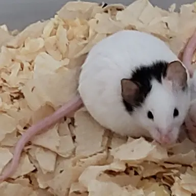 Profile image of 꽥