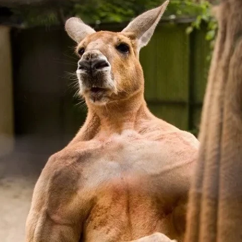 캥거루