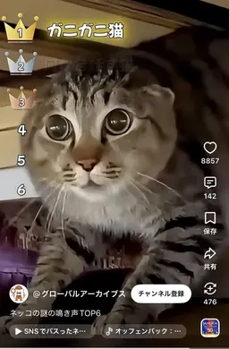 Profile image of ガニガニ猫