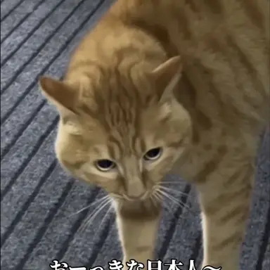 Profile image of 尊師猫