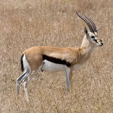 Profile image of 가젤