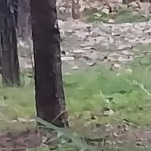 Profile image of 한늑대