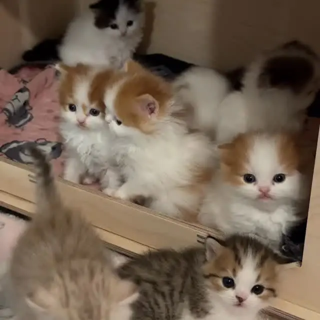StormyBaker0325의 子猫の群れ