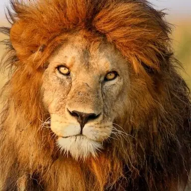 Profile image of 잠보