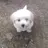 강아지