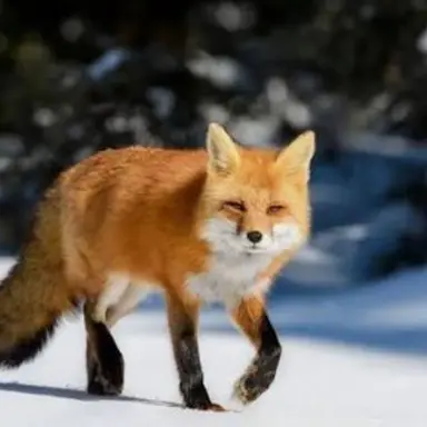 Profile image of 김여우