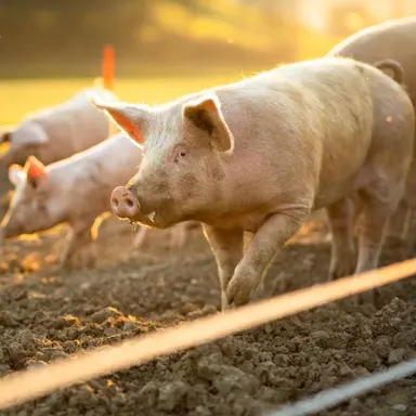Profile image of Pig breeding farm