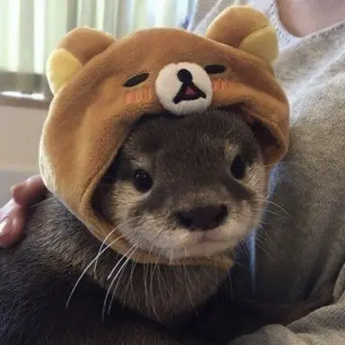 Profile image of でぃの