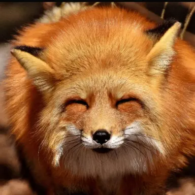 Profile image of 여우