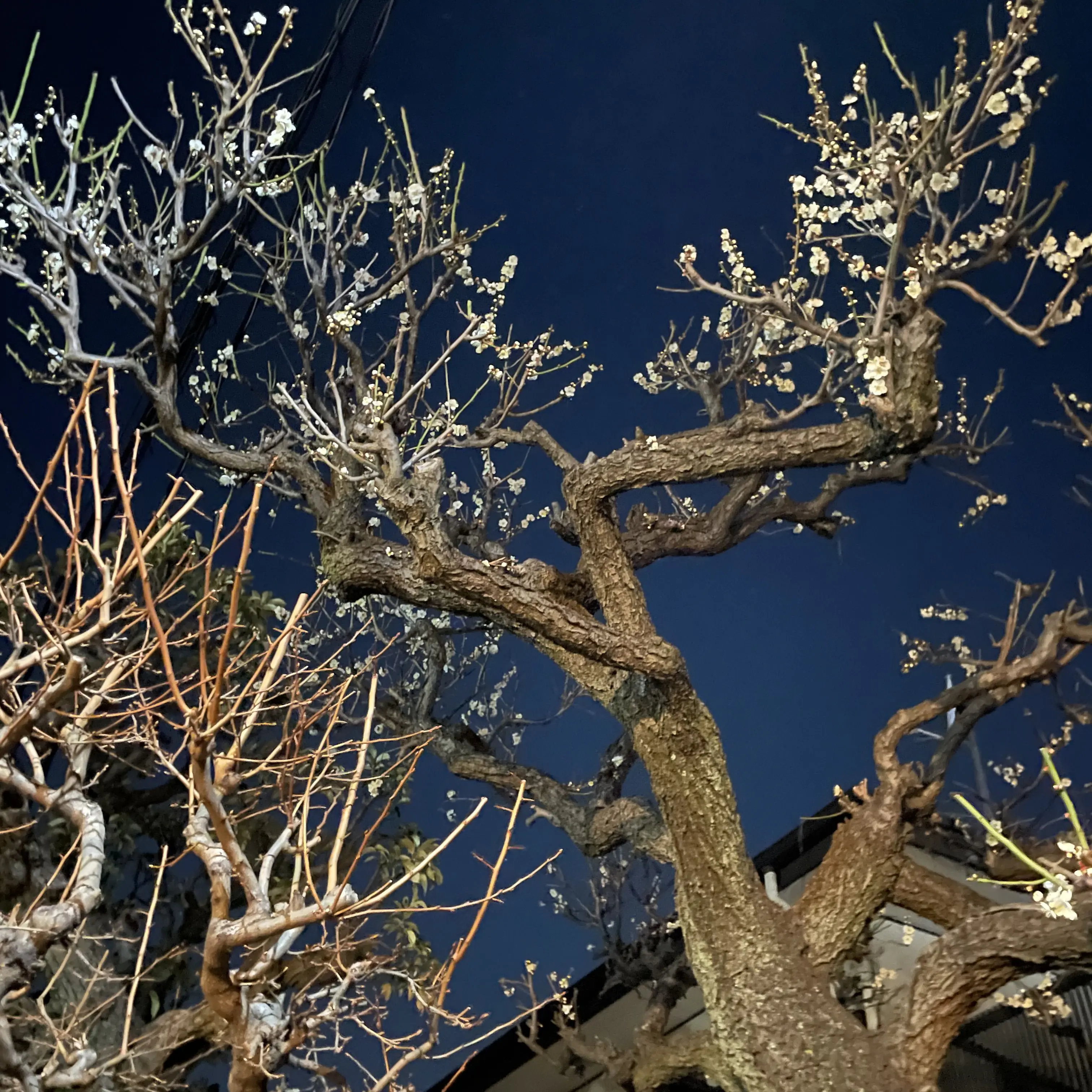 PettyBlow4778의 し