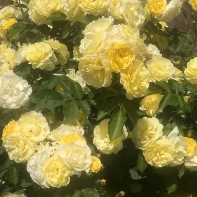 Profile image of 티푸