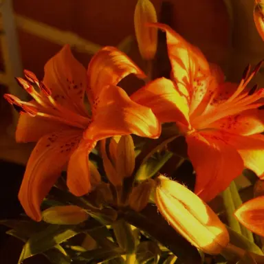 Profile image of 코마