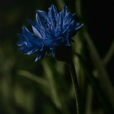 Profile image of 파이브