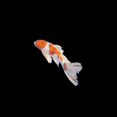Profile image of Kyle