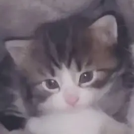 Profile image of 紺衣