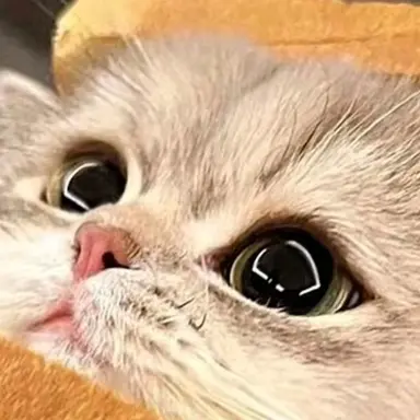 Profile image of 오렌지친구들과 동거