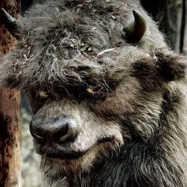 Profile image of Bernard