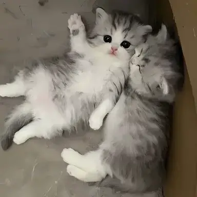 Profile image of Milo and Otis