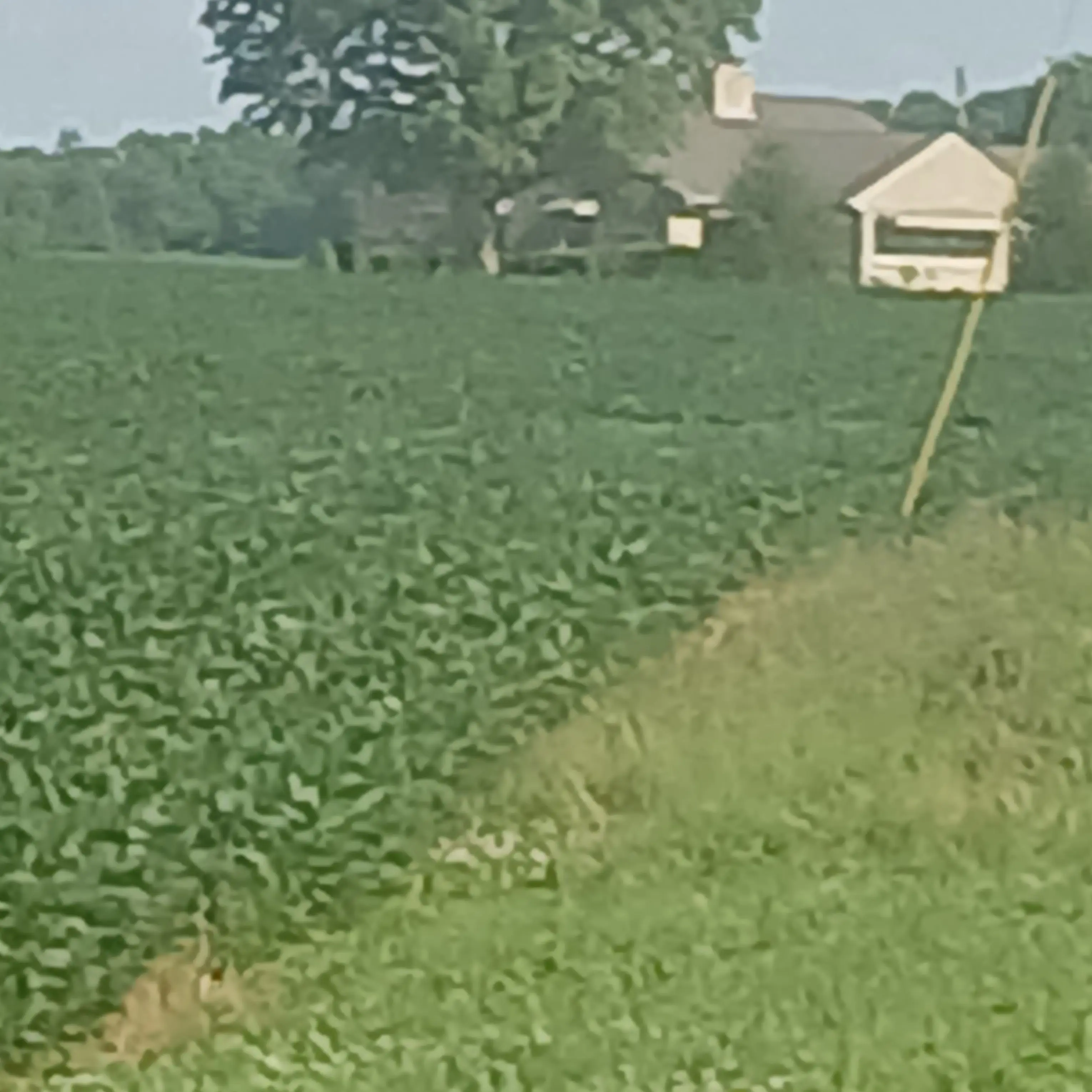 AptCost1894의 Plaything