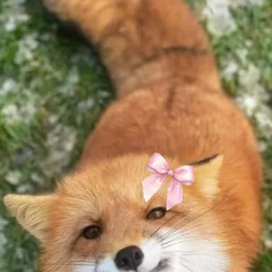 Profile image of 여우