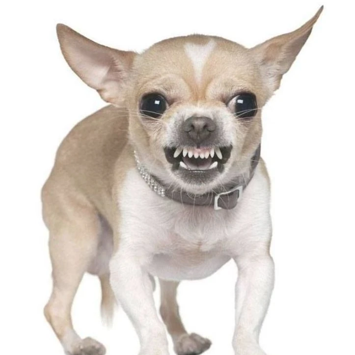 치와와