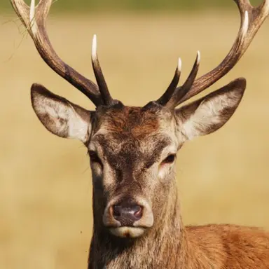 Profile image of 사슴