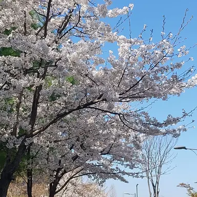 Profile image of 여우
