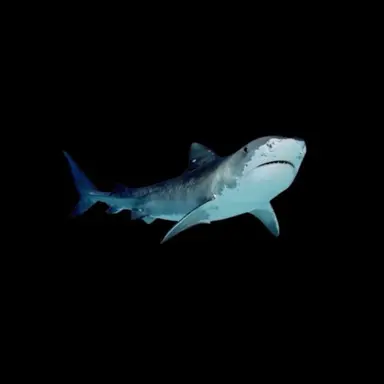 Profile image of shark
