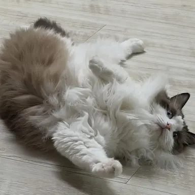 Profile image of 토니