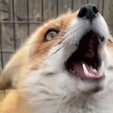 Profile image of 여우