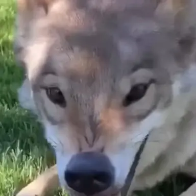 Profile image of 늑대