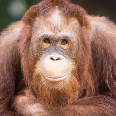 Profile image of 시라토리 리온