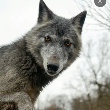 Profile image of Wolf