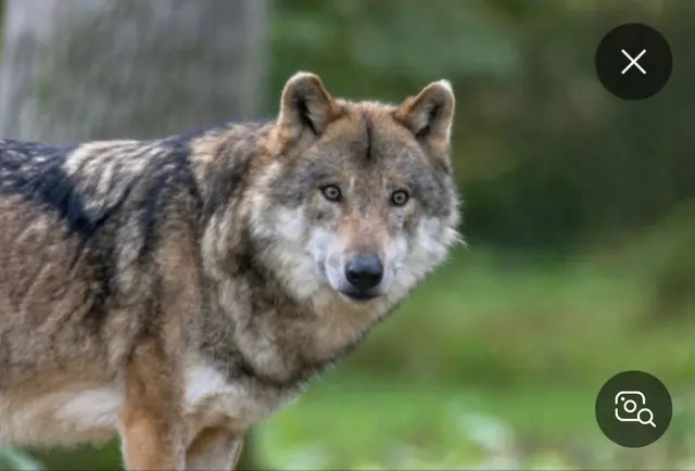 Profile image of Wolf