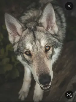 Profile image of Wolf