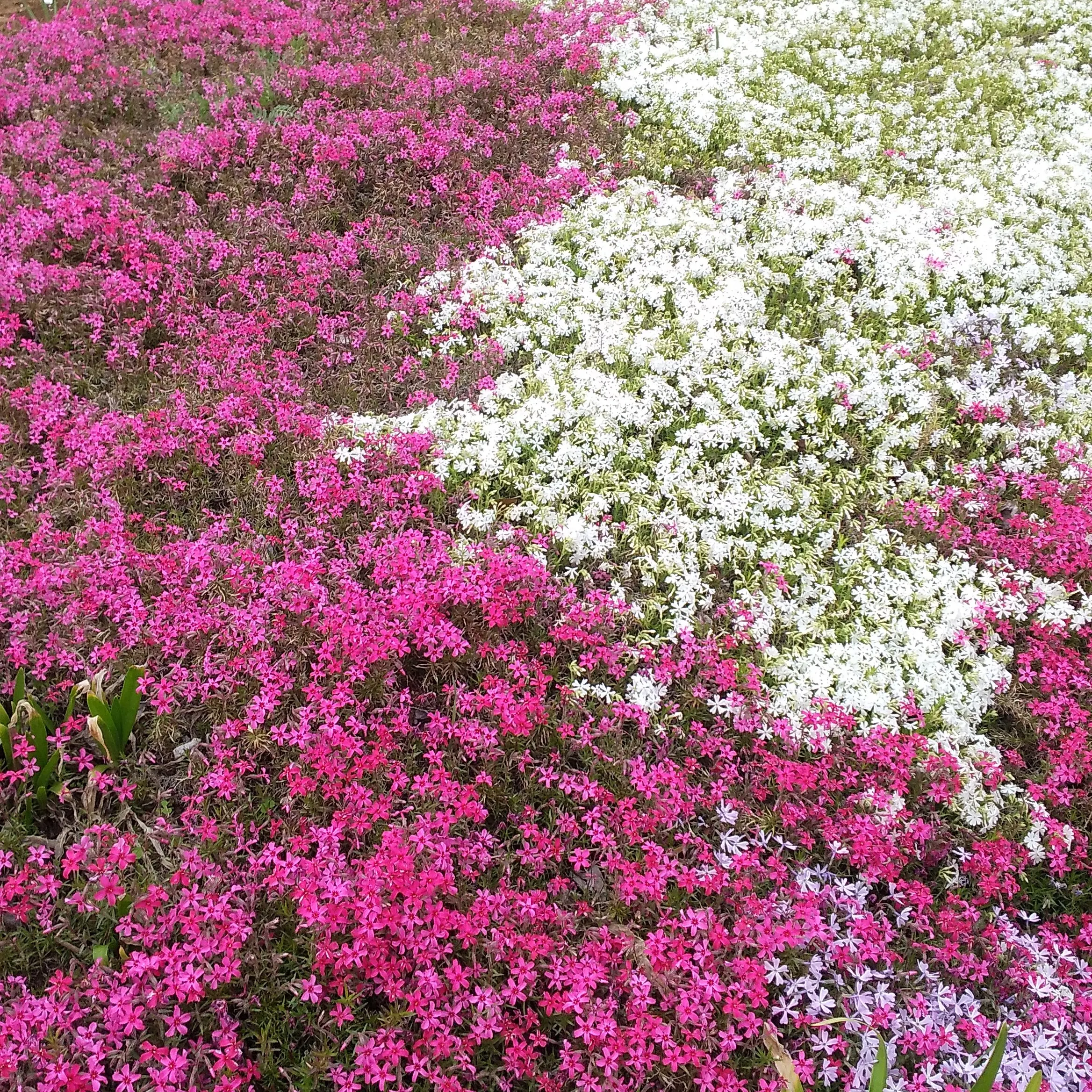 JoyfulSlab3987의 怖いお兄ちゃん