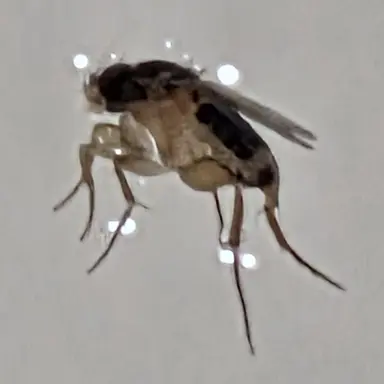 Profile image of 트란방반바 스피우스
