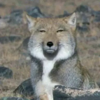 Profile image of 여우