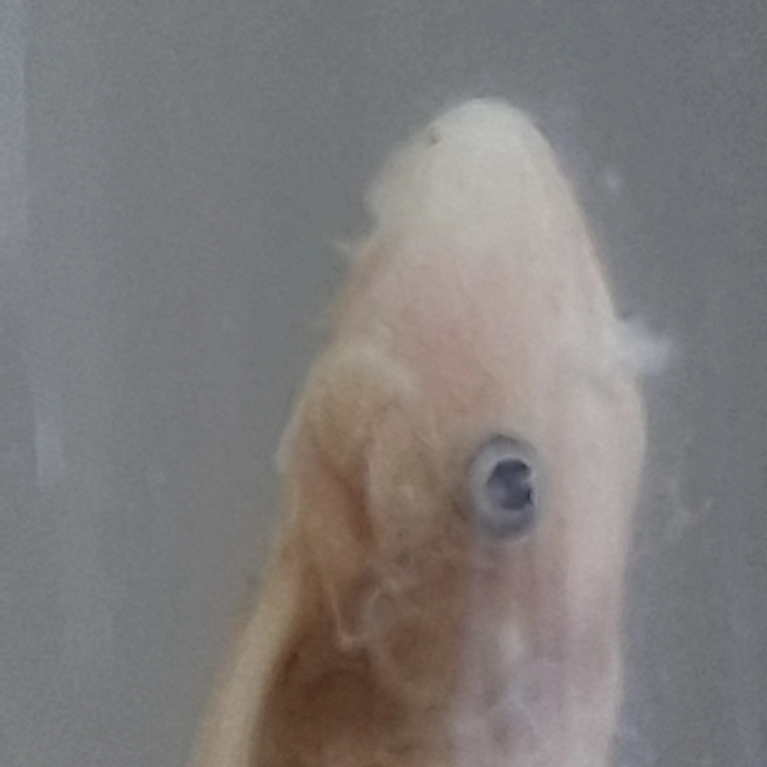 물고기