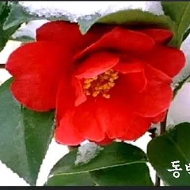 Profile image of 레카