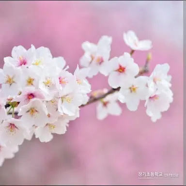 Profile image of 블라썸