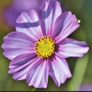 Profile image of 파코