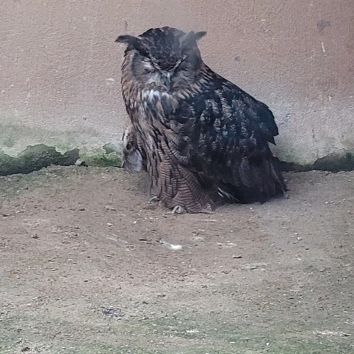 친오빠