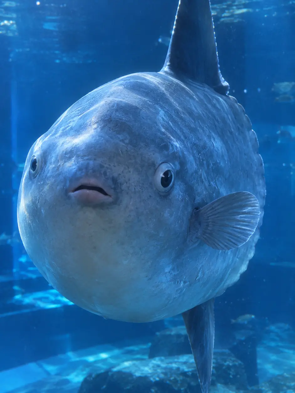 kakukaku23의 The Sunfish's Gratitude